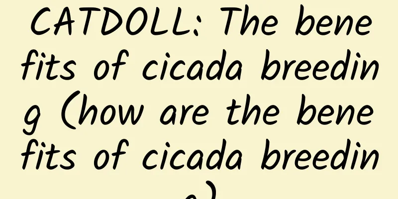 CATDOLL: The benefits of cicada breeding (how are the benefits of cicada breeding)