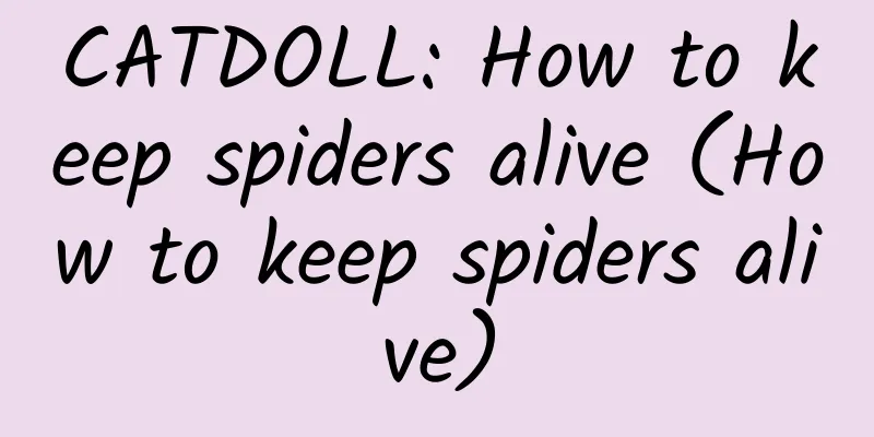 CATDOLL: How to keep spiders alive (How to keep spiders alive)