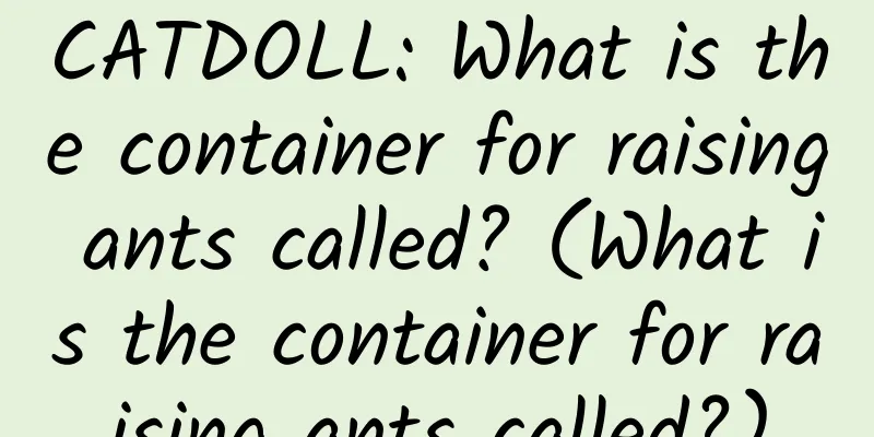 CATDOLL: What is the container for raising ants called? (What is the container for raising ants called?)