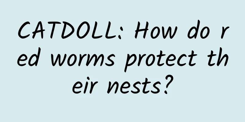 CATDOLL: How do red worms protect their nests?