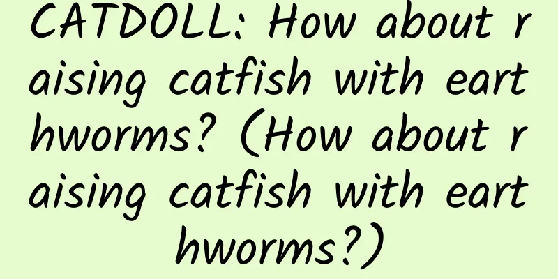 CATDOLL: How about raising catfish with earthworms? (How about raising catfish with earthworms?)
