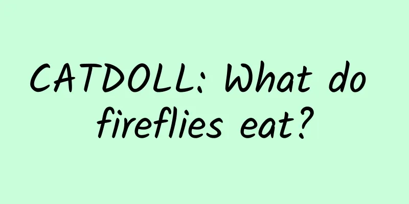 CATDOLL: What do fireflies eat?