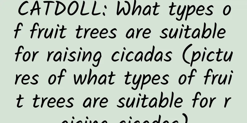 CATDOLL: What types of fruit trees are suitable for raising cicadas (pictures of what types of fruit trees are suitable for raising cicadas)