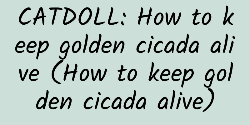 CATDOLL: How to keep golden cicada alive (How to keep golden cicada alive)