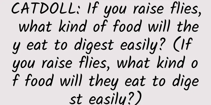 CATDOLL: If you raise flies, what kind of food will they eat to digest easily? (If you raise flies, what kind of food will they eat to digest easily?)