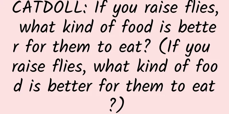 CATDOLL: If you raise flies, what kind of food is better for them to eat? (If you raise flies, what kind of food is better for them to eat?)