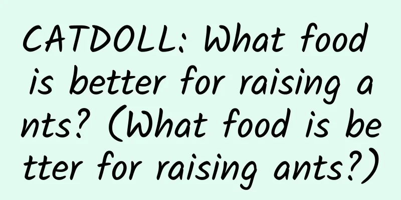 CATDOLL: What food is better for raising ants? (What food is better for raising ants?)