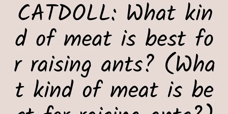 CATDOLL: What kind of meat is best for raising ants? (What kind of meat is best for raising ants?)