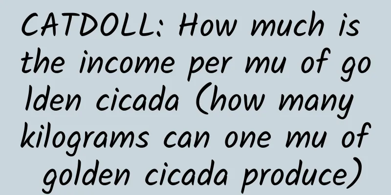 CATDOLL: How much is the income per mu of golden cicada (how many kilograms can one mu of golden cicada produce)