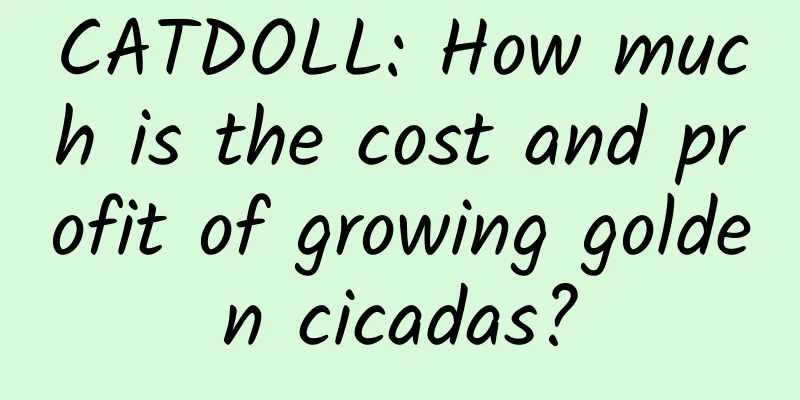 CATDOLL: How much is the cost and profit of growing golden cicadas?