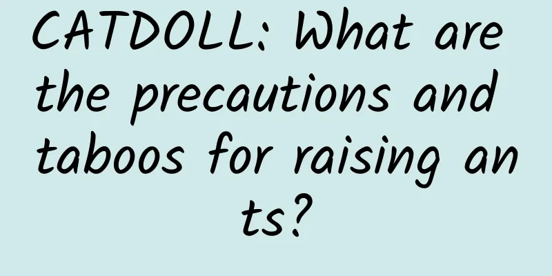 CATDOLL: What are the precautions and taboos for raising ants?