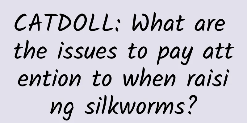 CATDOLL: What are the issues to pay attention to when raising silkworms?