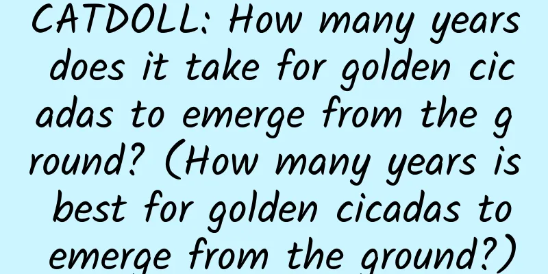 CATDOLL: How many years does it take for golden cicadas to emerge from the ground? (How many years is best for golden cicadas to emerge from the ground?)