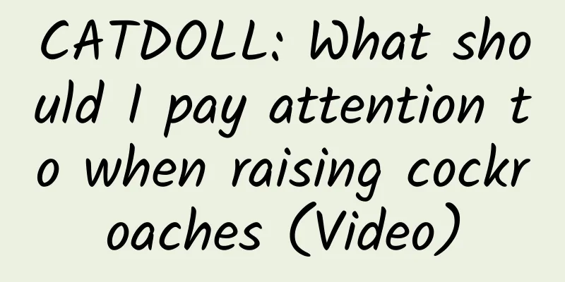 CATDOLL: What should I pay attention to when raising cockroaches (Video)