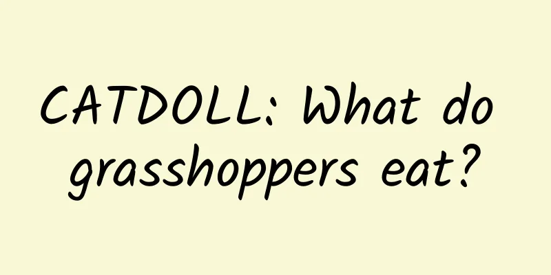 CATDOLL: What do grasshoppers eat?
