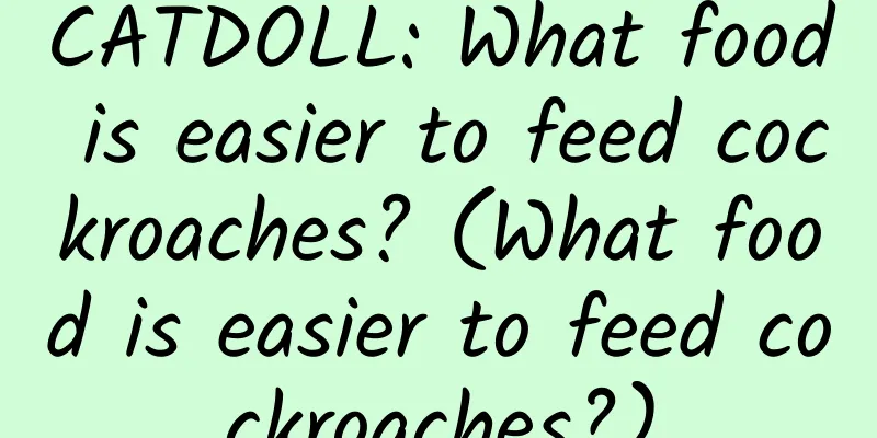 CATDOLL: What food is easier to feed cockroaches? (What food is easier to feed cockroaches?)
