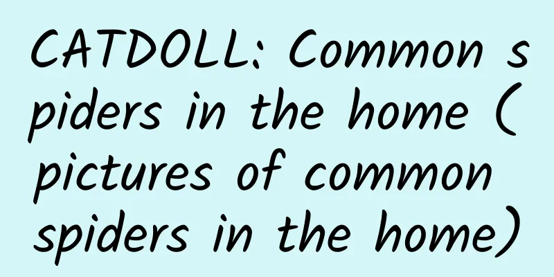 CATDOLL: Common spiders in the home (pictures of common spiders in the home)
