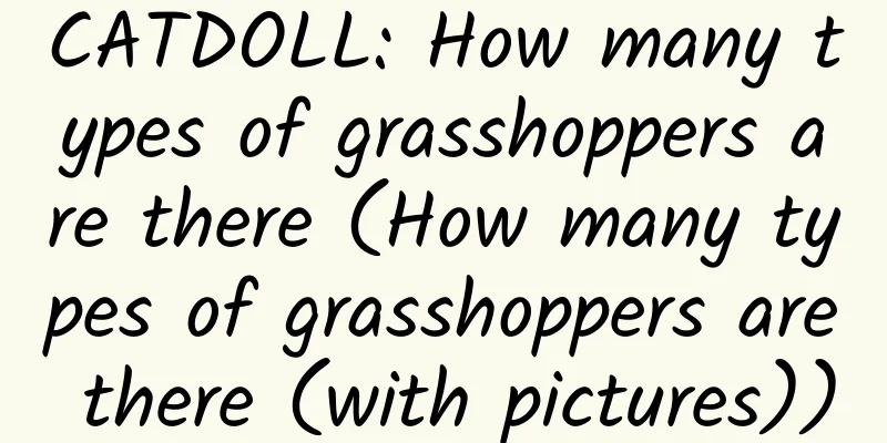 CATDOLL: How many types of grasshoppers are there (How many types of grasshoppers are there (with pictures))