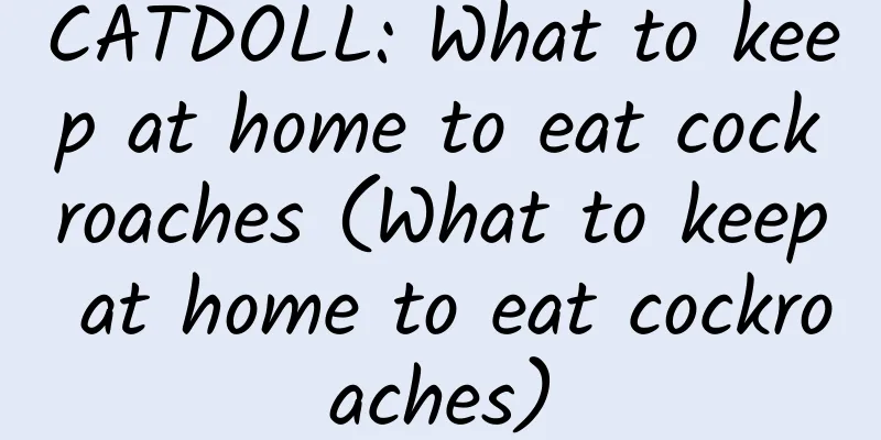CATDOLL: What to keep at home to eat cockroaches (What to keep at home to eat cockroaches)