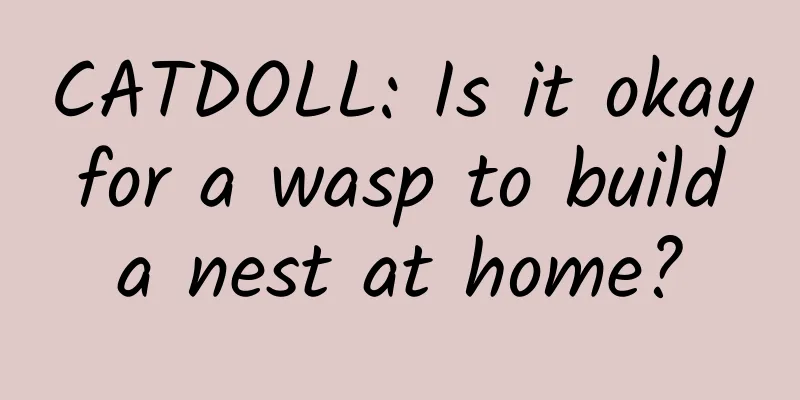CATDOLL: Is it okay for a wasp to build a nest at home?