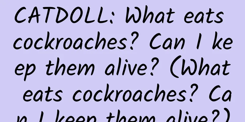 CATDOLL: What eats cockroaches? Can I keep them alive? (What eats cockroaches? Can I keep them alive?)