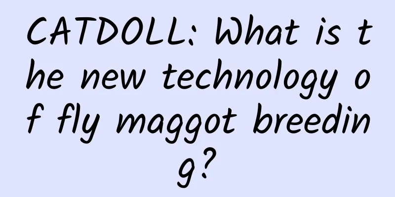 CATDOLL: What is the new technology of fly maggot breeding?