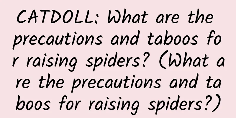 CATDOLL: What are the precautions and taboos for raising spiders? (What are the precautions and taboos for raising spiders?)