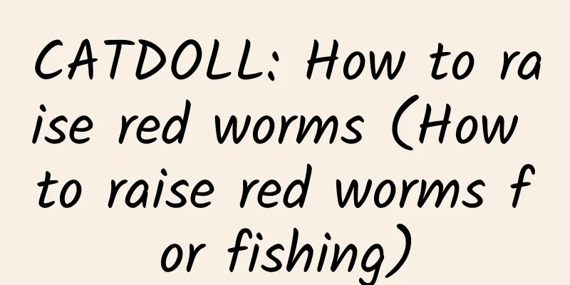 CATDOLL: How to raise red worms (How to raise red worms for fishing)