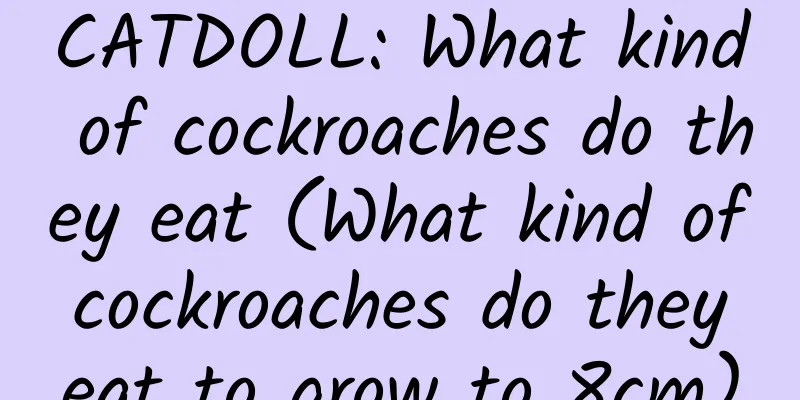 CATDOLL: What kind of cockroaches do they eat (What kind of cockroaches do they eat to grow to 8cm)