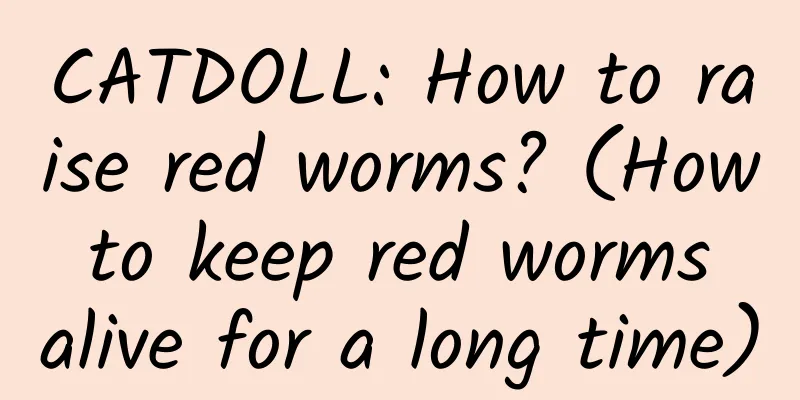 CATDOLL: How to raise red worms? (How to keep red worms alive for a long time)