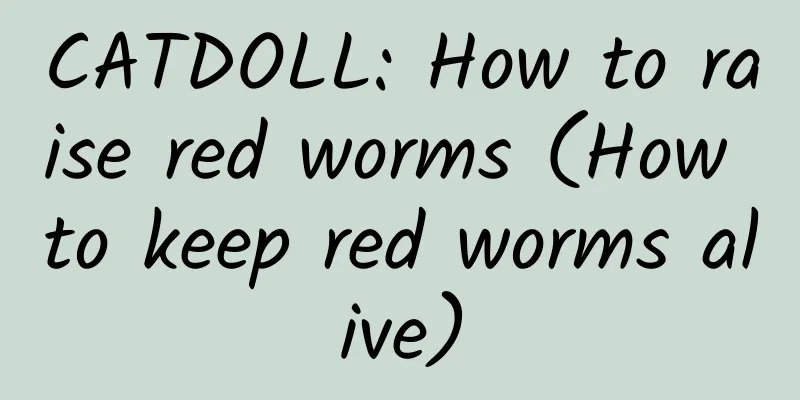CATDOLL: How to raise red worms (How to keep red worms alive)