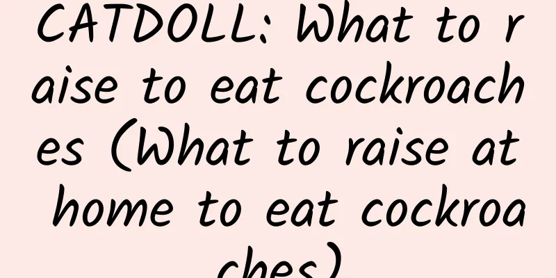 CATDOLL: What to raise to eat cockroaches (What to raise at home to eat cockroaches)