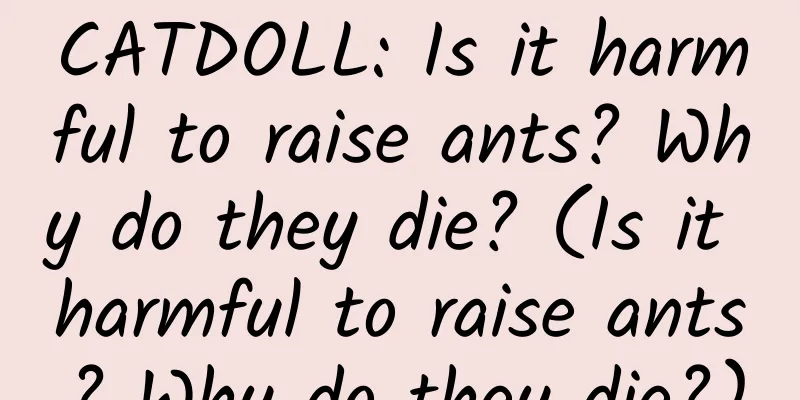 CATDOLL: Is it harmful to raise ants? Why do they die? (Is it harmful to raise ants? Why do they die?)