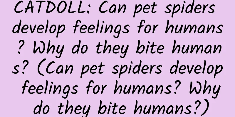 CATDOLL: Can pet spiders develop feelings for humans? Why do they bite humans? (Can pet spiders develop feelings for humans? Why do they bite humans?)