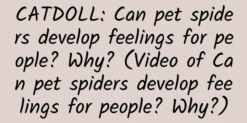 CATDOLL: Can pet spiders develop feelings for people? Why? (Video of Can pet spiders develop feelings for people? Why?)