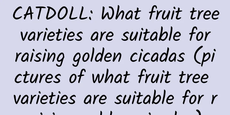 CATDOLL: What fruit tree varieties are suitable for raising golden cicadas (pictures of what fruit tree varieties are suitable for raising golden cicadas)