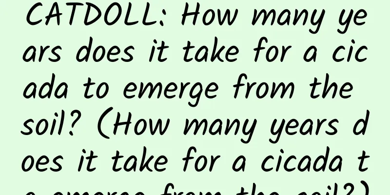 CATDOLL: How many years does it take for a cicada to emerge from the soil? (How many years does it take for a cicada to emerge from the soil?)