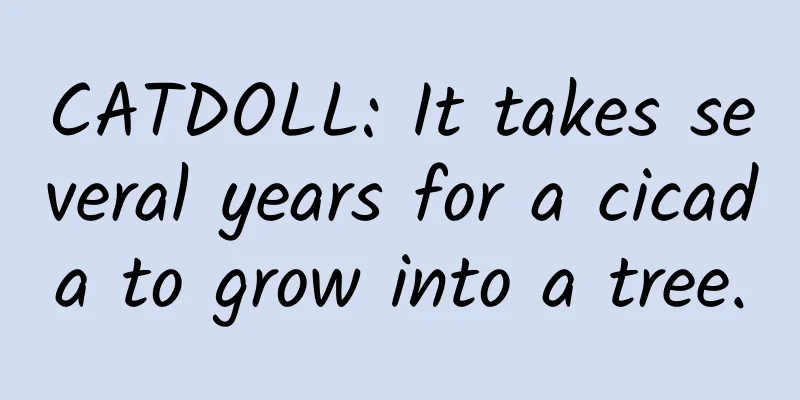 CATDOLL: It takes several years for a cicada to grow into a tree.