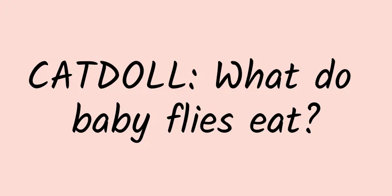 CATDOLL: What do baby flies eat?