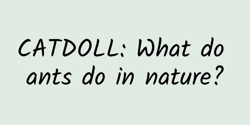 CATDOLL: What do ants do in nature?
