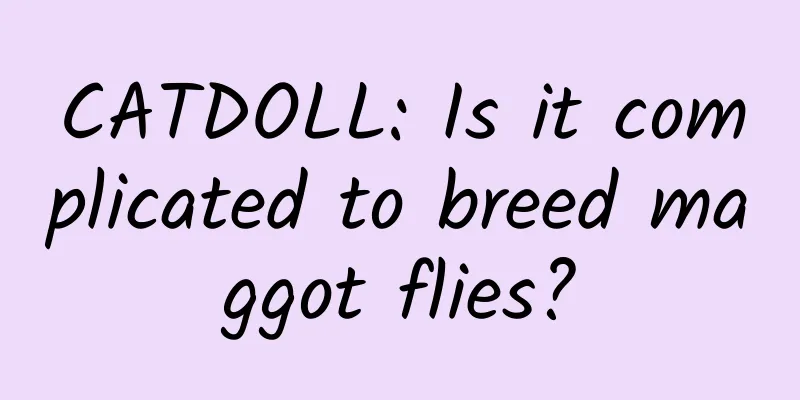 CATDOLL: Is it complicated to breed maggot flies?