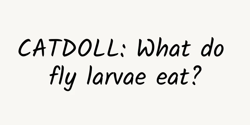 CATDOLL: What do fly larvae eat?