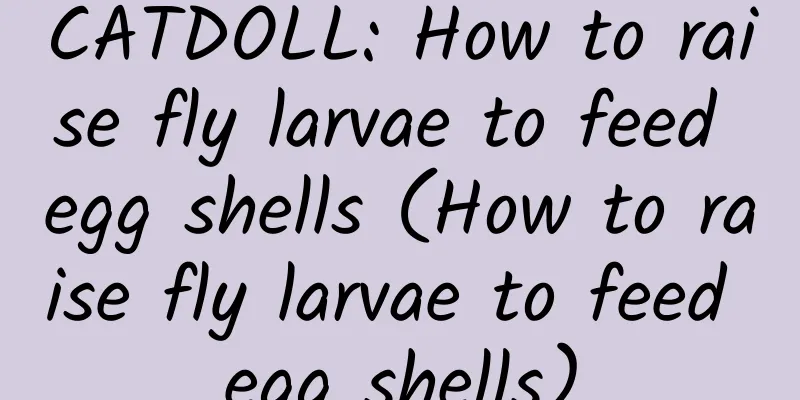 CATDOLL: How to raise fly larvae to feed egg shells (How to raise fly larvae to feed egg shells)
