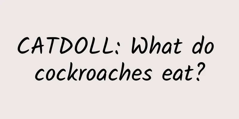 CATDOLL: What do cockroaches eat?
