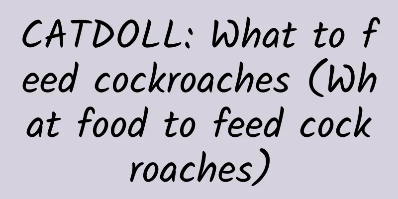 CATDOLL: What to feed cockroaches (What food to feed cockroaches)