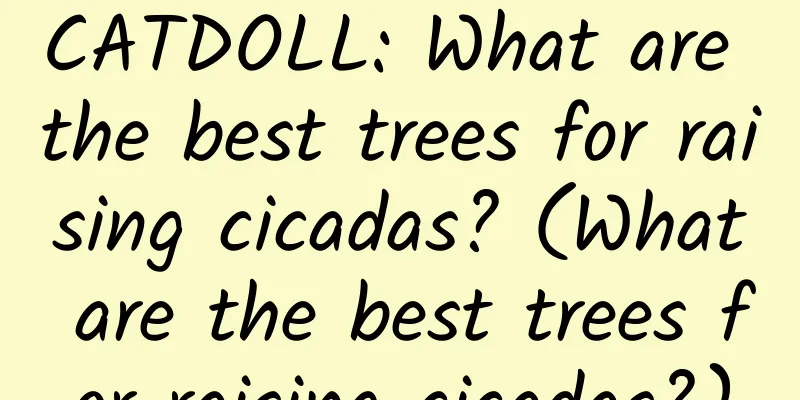 CATDOLL: What are the best trees for raising cicadas? (What are the best trees for raising cicadas?)