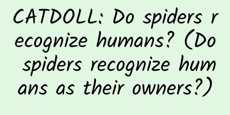 CATDOLL: Do spiders recognize humans? (Do spiders recognize humans as their owners?)
