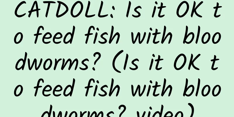 CATDOLL: Is it OK to feed fish with bloodworms? (Is it OK to feed fish with bloodworms? video)