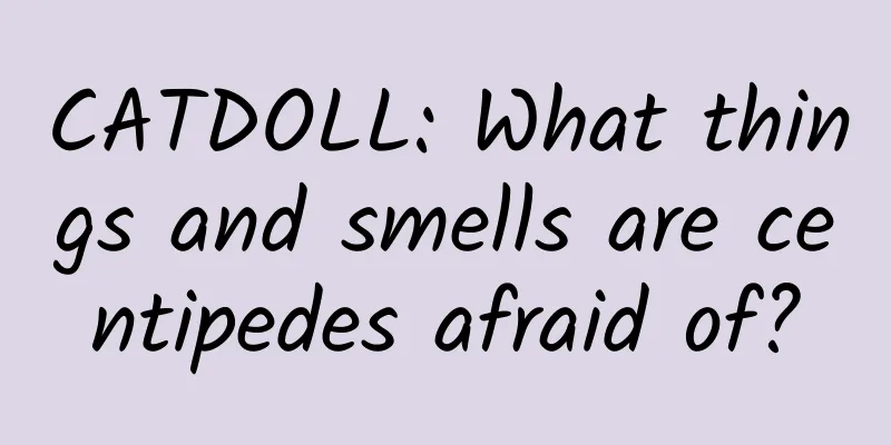 CATDOLL: What things and smells are centipedes afraid of?