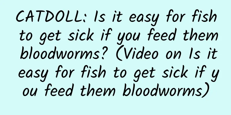 CATDOLL: Is it easy for fish to get sick if you feed them bloodworms? (Video on Is it easy for fish to get sick if you feed them bloodworms)